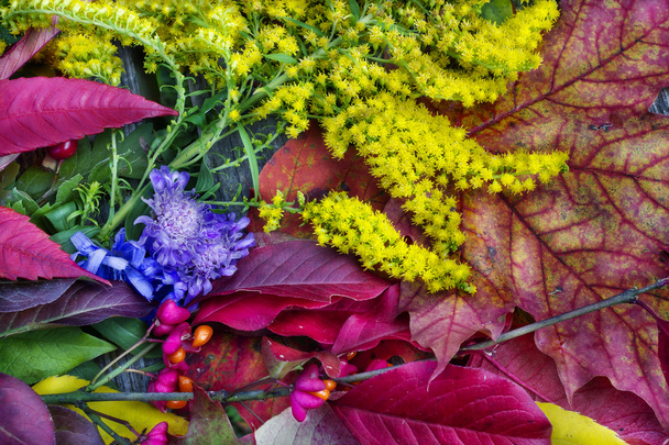 Colori d'autunno
 - Foto, immagini