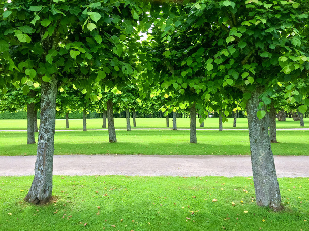 Alley of linden trees in the summer park - Photo, Image