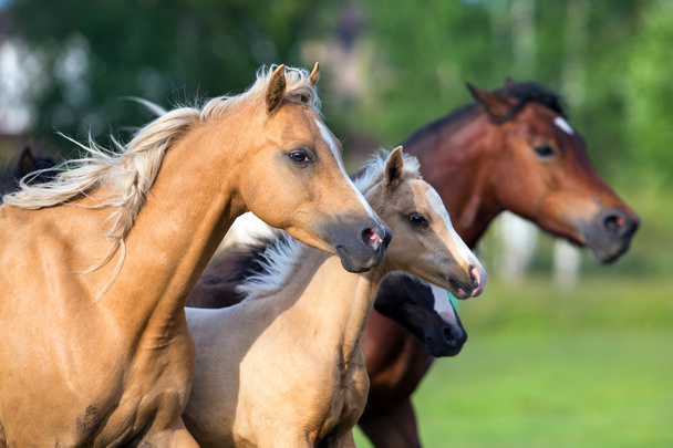 Koně běží v poli v létě - Fotografie, Obrázek