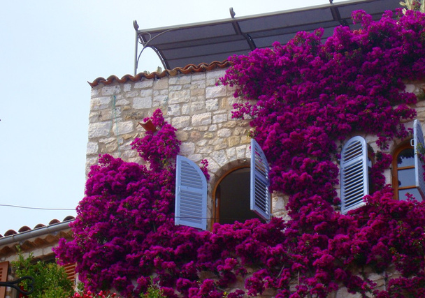 Mur de la maison plein de fleurs
 - Photo, image