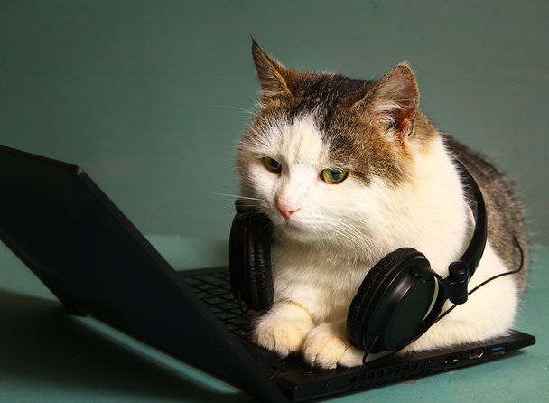 kedi komik resmi copmuter laptop üzerinde yatıyordu  - Fotoğraf, Görsel
