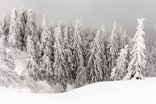 Tuoretta lunta peittää puiden oksat. Lumimyrsky jätti puita metsään paksu pinnoite raskasta jäätä ja lunta
. - Valokuva, kuva