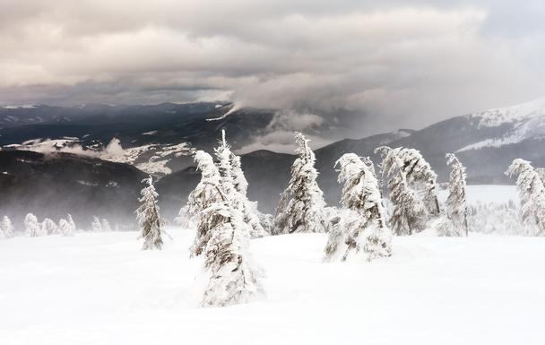 Frisch gefallener Schnee bedeckt die Äste der Bäume. Schneesturm hinterließ Bäume im Wald mit dickem Eis und Schnee. - Foto, Bild