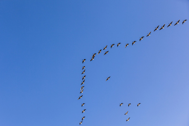 migrant bird in the sky  - Фото, зображення