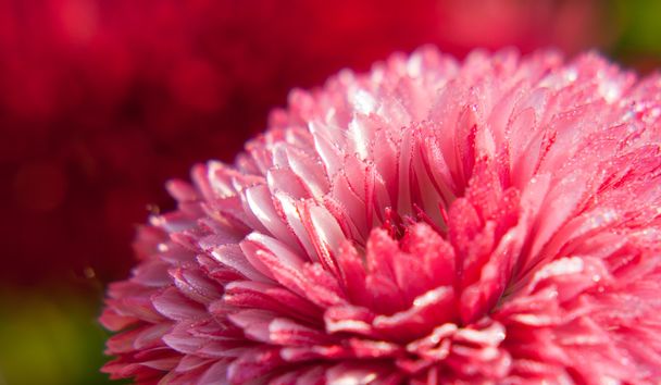 Розовый цветок росы
 - Фото, изображение