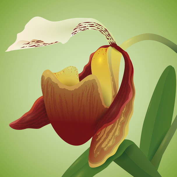 Vzácnou orchidej izolovaná, vektorové ilustrace - Vektor, obrázek