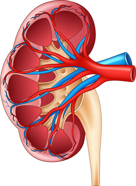 Ilustração da Anatomia Renal Interna Humana
 - Vetor, Imagem