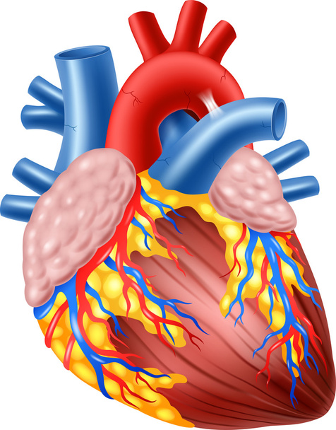 人間の心臓解剖図 - ベクター画像