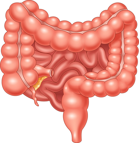 Ilustración del intestino grueso y delgado
 - Vector, imagen