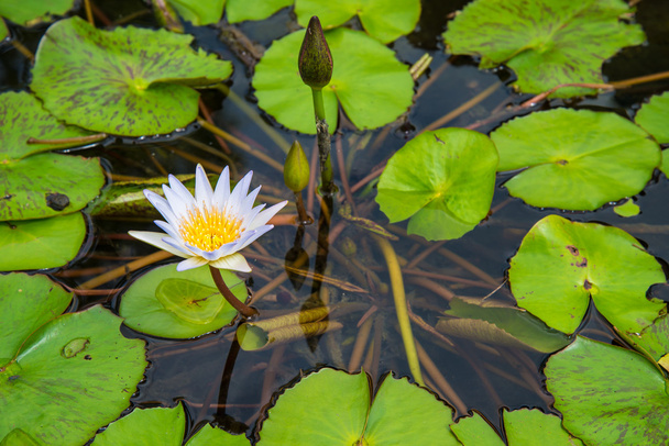 Lotus in the basin - Photo, Image