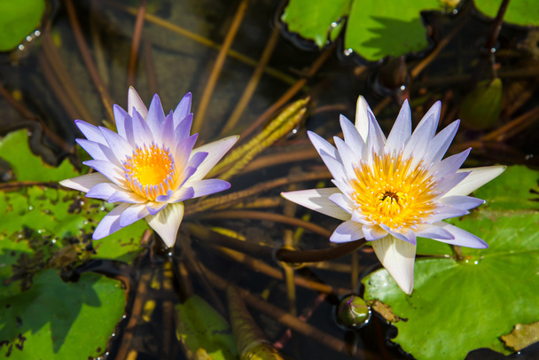 Lotus a medencében - Fotó, kép