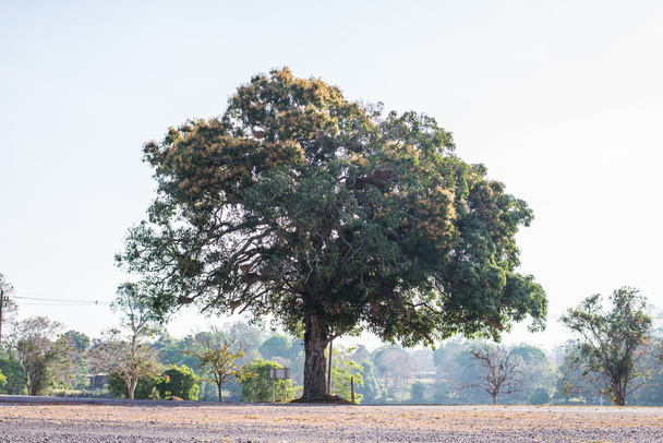 Velký strom na hoře, Khao Yai. - Fotografie, Obrázek