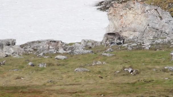 Reindeer feeding on hill - Footage, Video