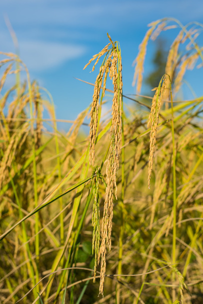 Падди рис в Таиланде
. - Фото, изображение