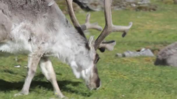 Reindeer eating grass - Footage, Video