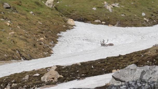 Reindeer lying on hill - Felvétel, videó