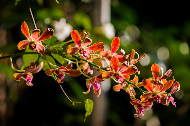 Lila orchideák a legnagyobb napsütésben - Fotó, kép