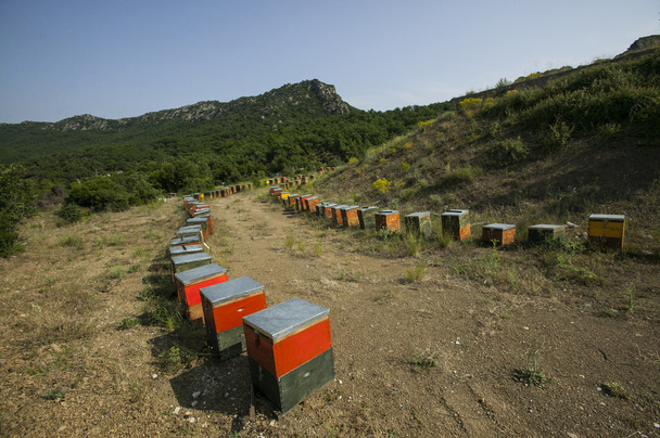 Bienenstöcke für Honig in den Bergen - Foto, Bild