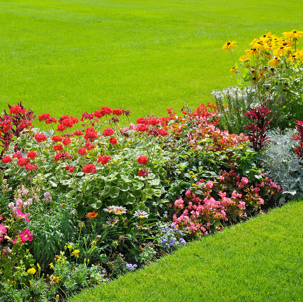 beautiful background of bright garden flowers - Photo, image