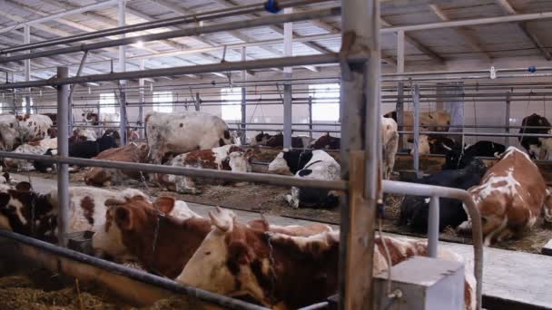 krowy w krowa rzucić jedzenie siana - Materiał filmowy, wideo