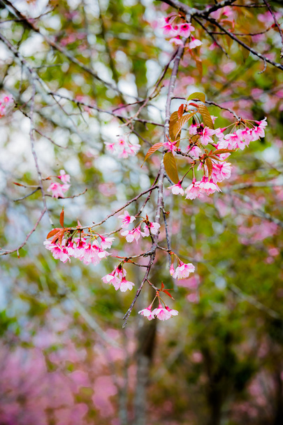 Wild Himalayan Cherry ( Prunus cerasoides ) ( Sakura in Thailand - Zdjęcie, obraz