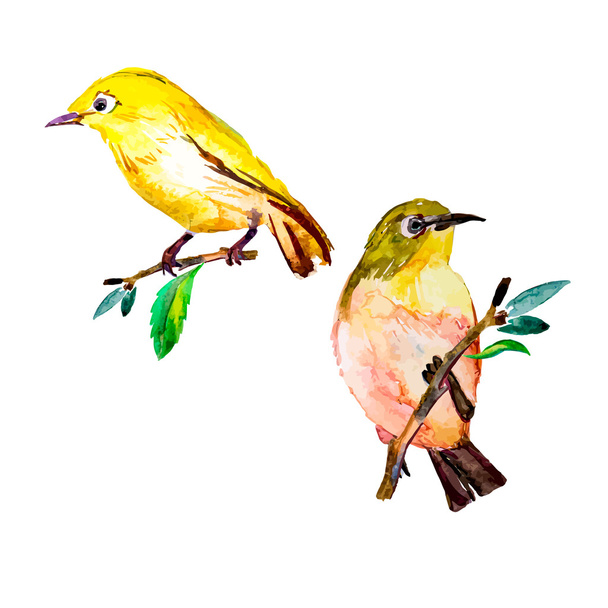 White-eye bird watercolor isolated on a white background. - Vector, Imagen