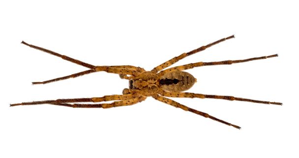 Zoropsis spinimana - grande ragno da caccia, isolato su bianco
 - Foto, immagini