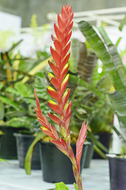 Bromeliad are a family of monocot flowering - Photo, Image