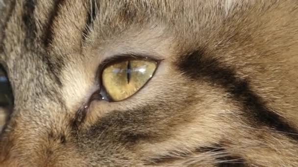 Eyes of wildcat close up in the real time. - Footage, Video