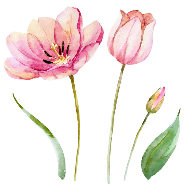 Watercolor vector spring flowers - Вектор,изображение