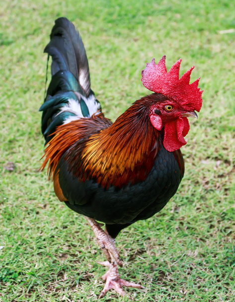 Bantam poultry beautiful bright colors. - Photo, Image