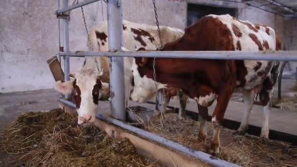 cows in the cow shed eating hay - Footage, Video