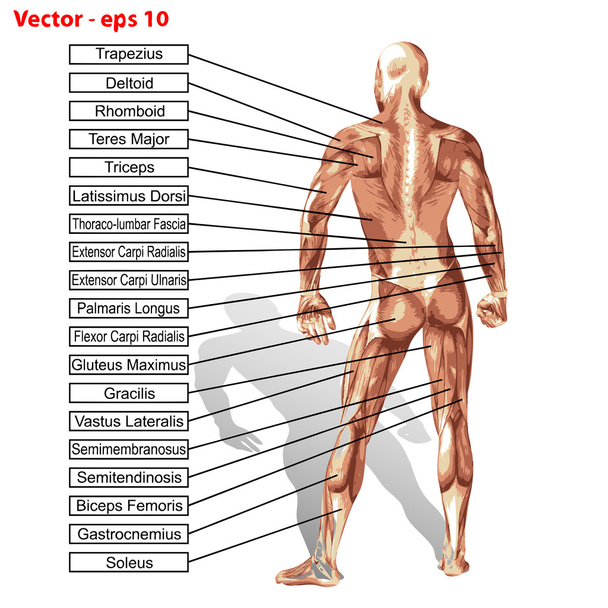 anatomía del hombre humano con músculos
 - Vector, Imagen