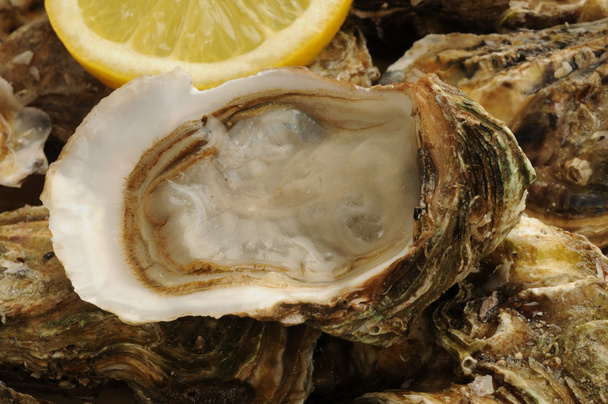 El primer plano de las ostras y el limón
 - Foto, imagen