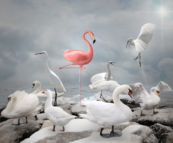 Φλαμίνγκο και άσπρα πουλιά - Φωτογραφία, εικόνα
