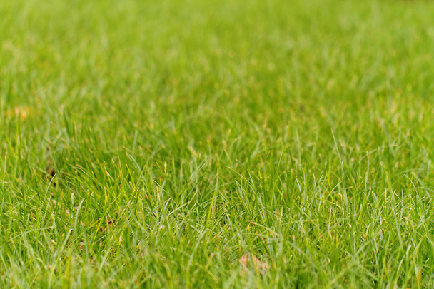 Close up photo of the green grass in the park - Foto, Imagen