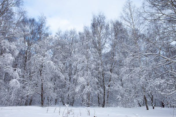 Winter in the park - Foto, afbeelding