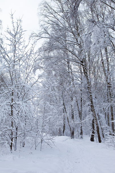 Winter in the park - Foto, Imagem
