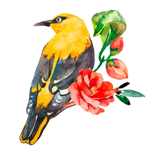 Oriole isolated on white background. With exotic bird. Watercolor. - Vettoriali, immagini