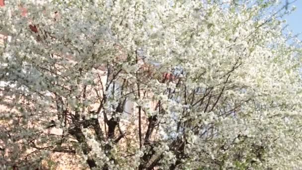 Ukraynalı köyü. Çiçek açan ağaç. Bahar. - Video, Çekim