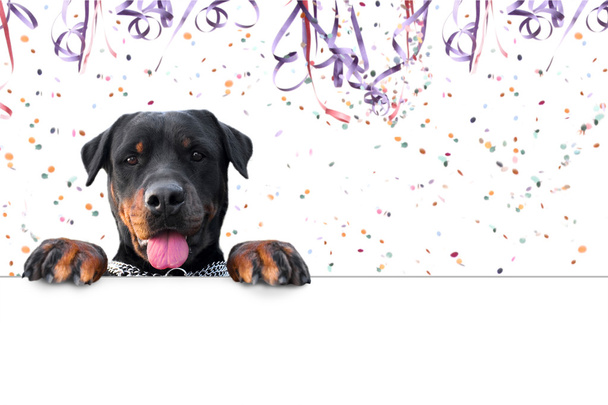 Carnival rottweiler message - Photo, Image