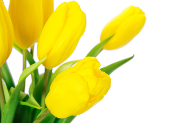 Beautiful Yellow tulips - Foto, afbeelding
