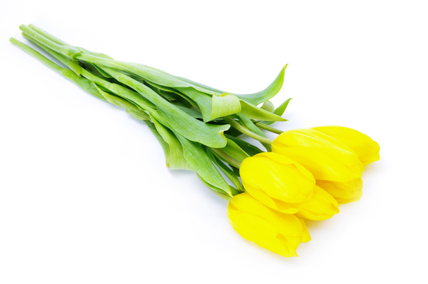 Beautiful Yellow tulips - Foto, imagen