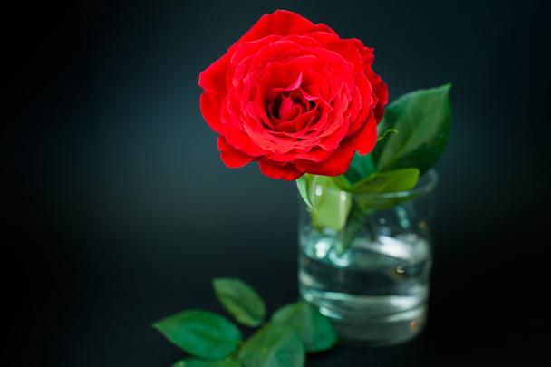 rote Rose auf schwarzem Hintergrund - Foto, Bild