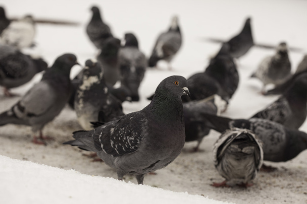 group of wild urban pigeons on the snow - Foto, imagen