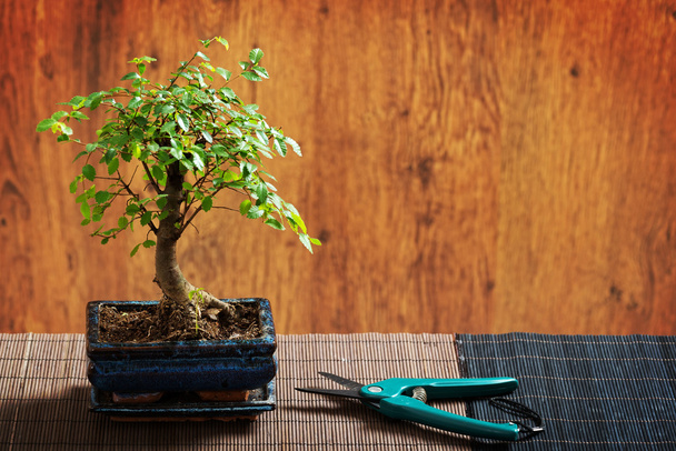 Pequena árvore de Bonsai
 - Foto, Imagem