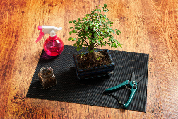 Pequena árvore de Bonsai
 - Foto, Imagem