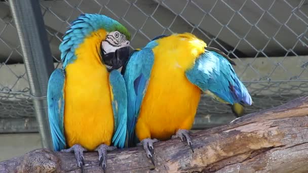 Couple of Blue and Yellow Macaw - Footage, Video