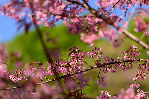 Lintu ja Wild Himalajan Cherry
 - Valokuva, kuva