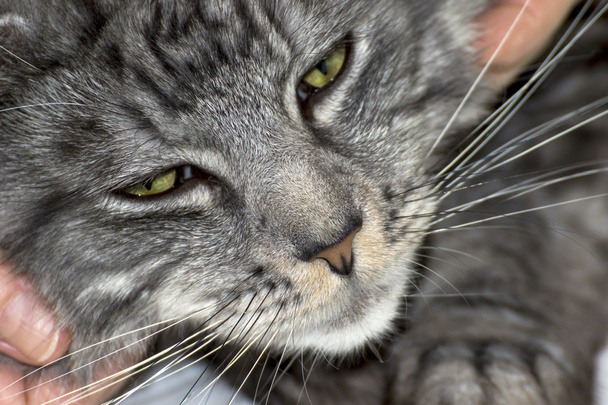 Piękny kot młody główny coon - Zdjęcie, obraz